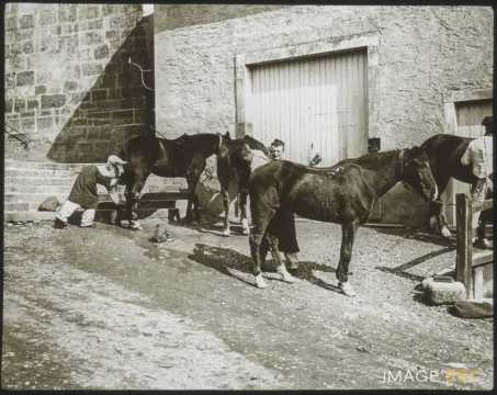 Pansage de chevaux (Ville-sur-Illon)